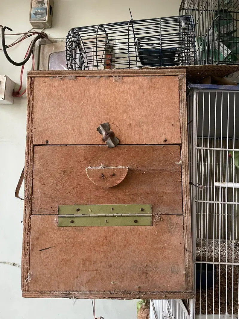 Ringneck breeder nd jawa pair — photo 9