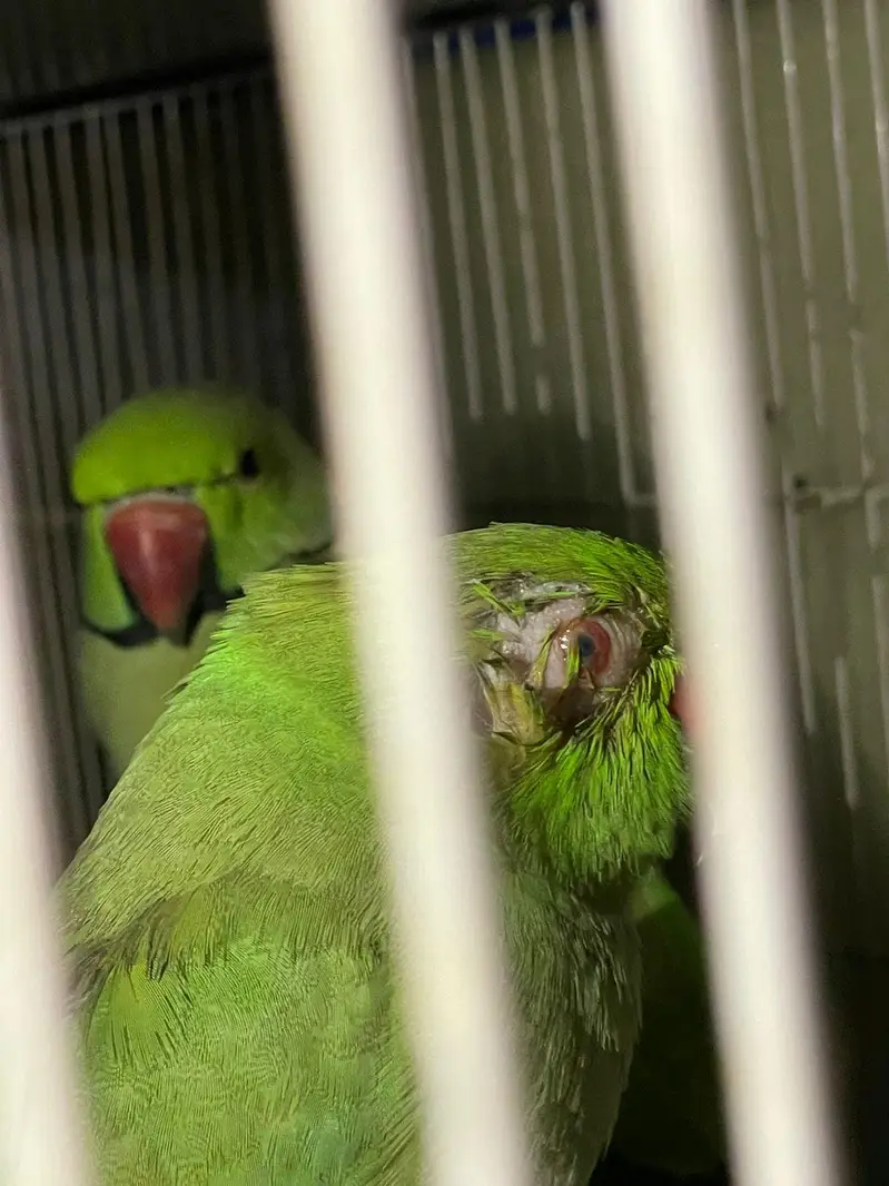 Ringneck breeder nd jawa pair — photo 10