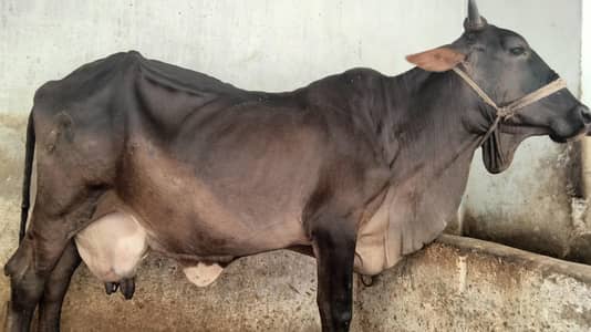 GARSI OR SAIWAL CROSS COW