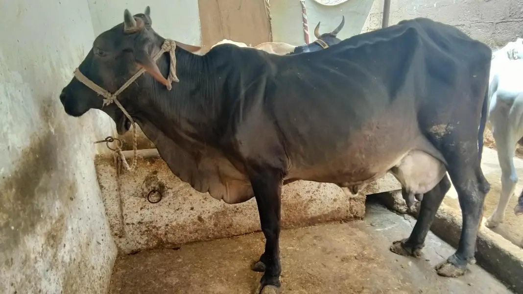 GARSI OR SAIWAL CROSS COW — photo 2