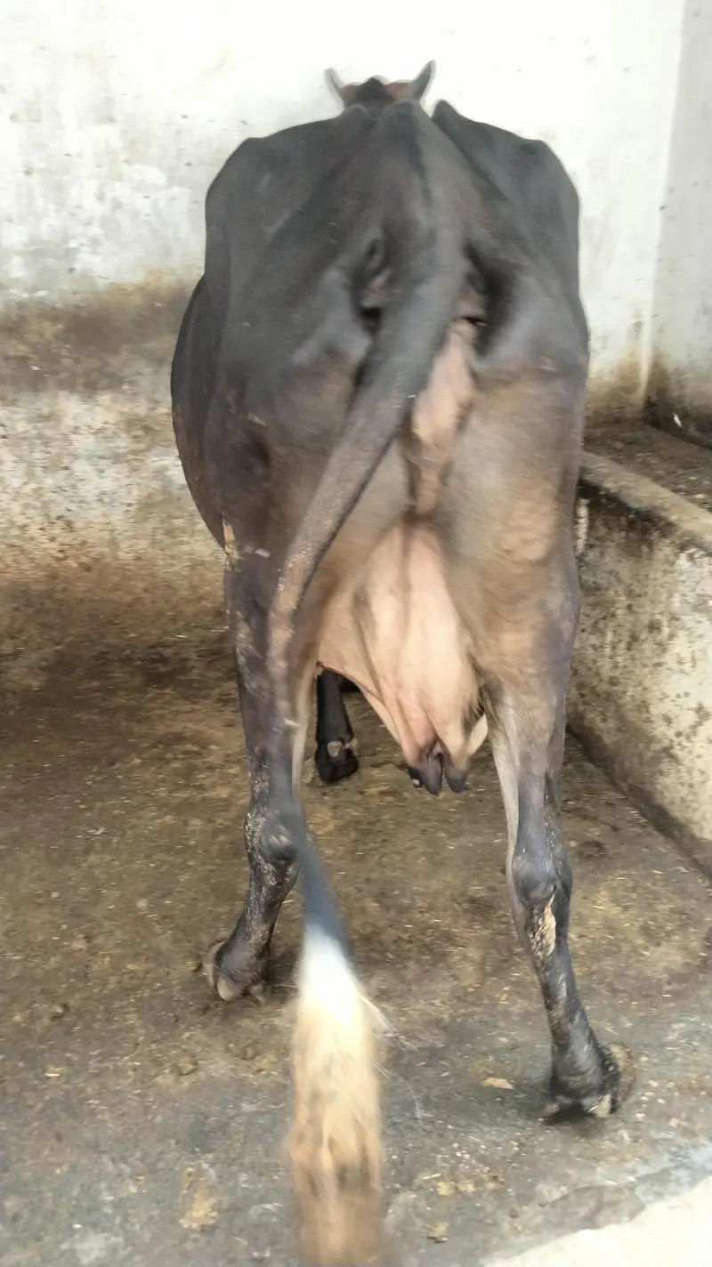 GARSI OR SAIWAL CROSS COW — photo 3