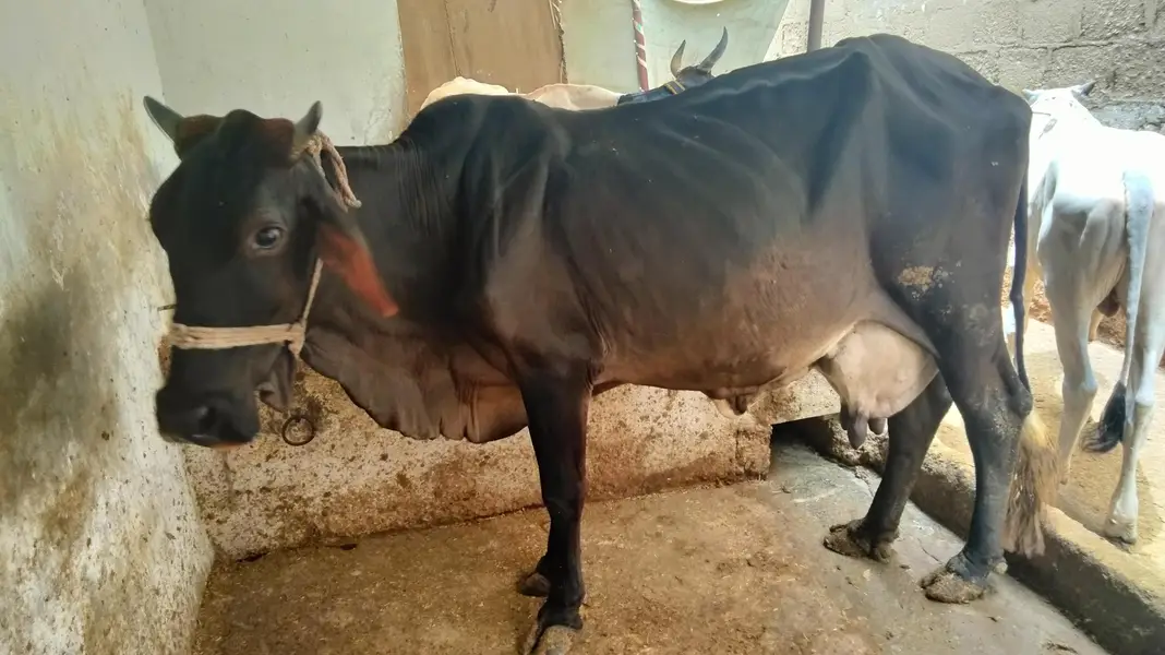 GARSI OR SAIWAL CROSS COW — photo 4