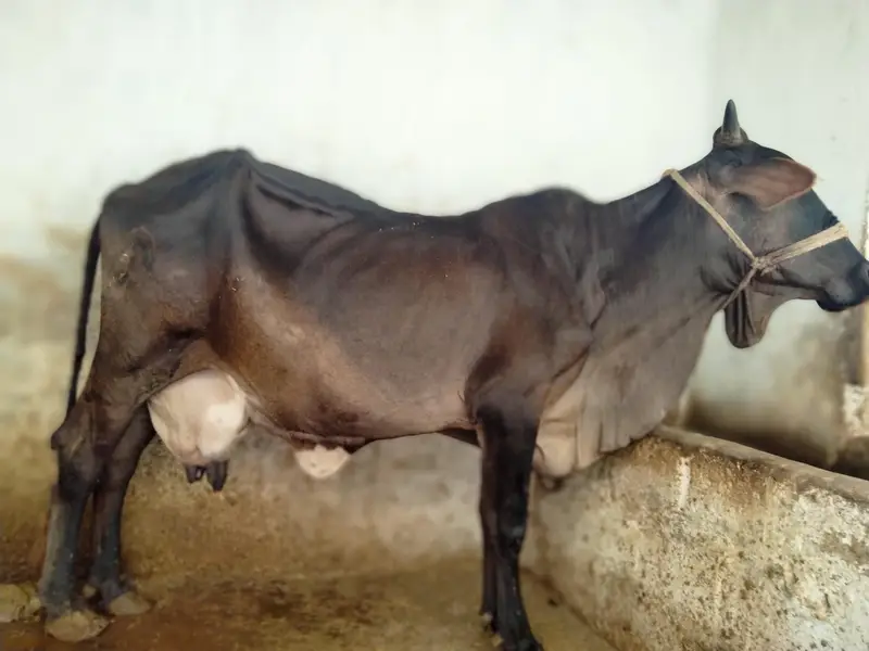 GARSI OR SAIWAL CROSS COW — photo 5