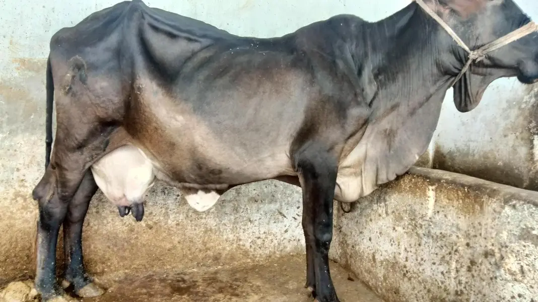 GARSI OR SAIWAL CROSS COW — photo 6