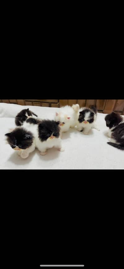 Persian kittens