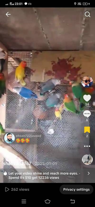 Green fisher/Albino/love birds