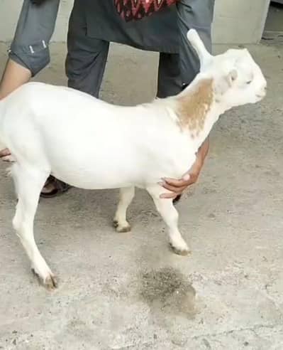 Teddi Bakra for sale