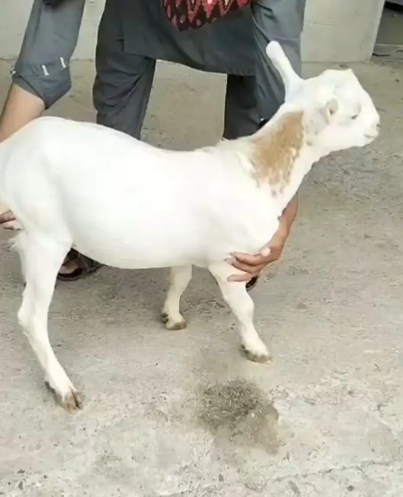 Teddi Bakra for sale