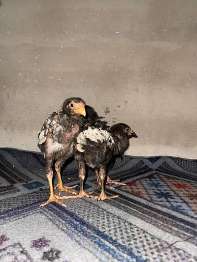 original aseel chicks-- Healthy and active