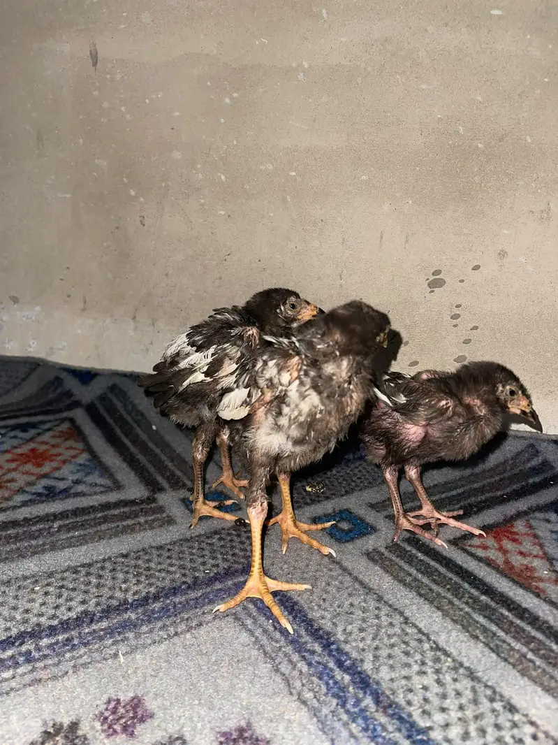 original aseel chicks-- Healthy and active — photo 2
