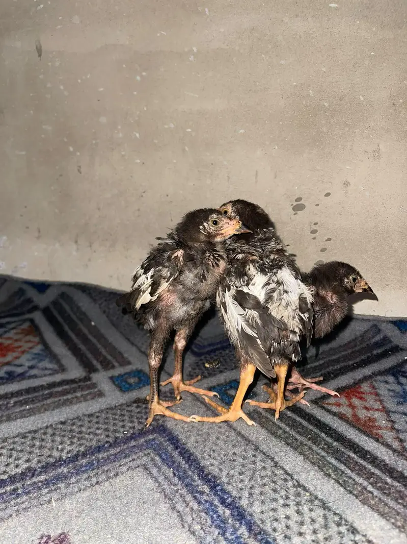 original aseel chicks-- Healthy and active — photo 3