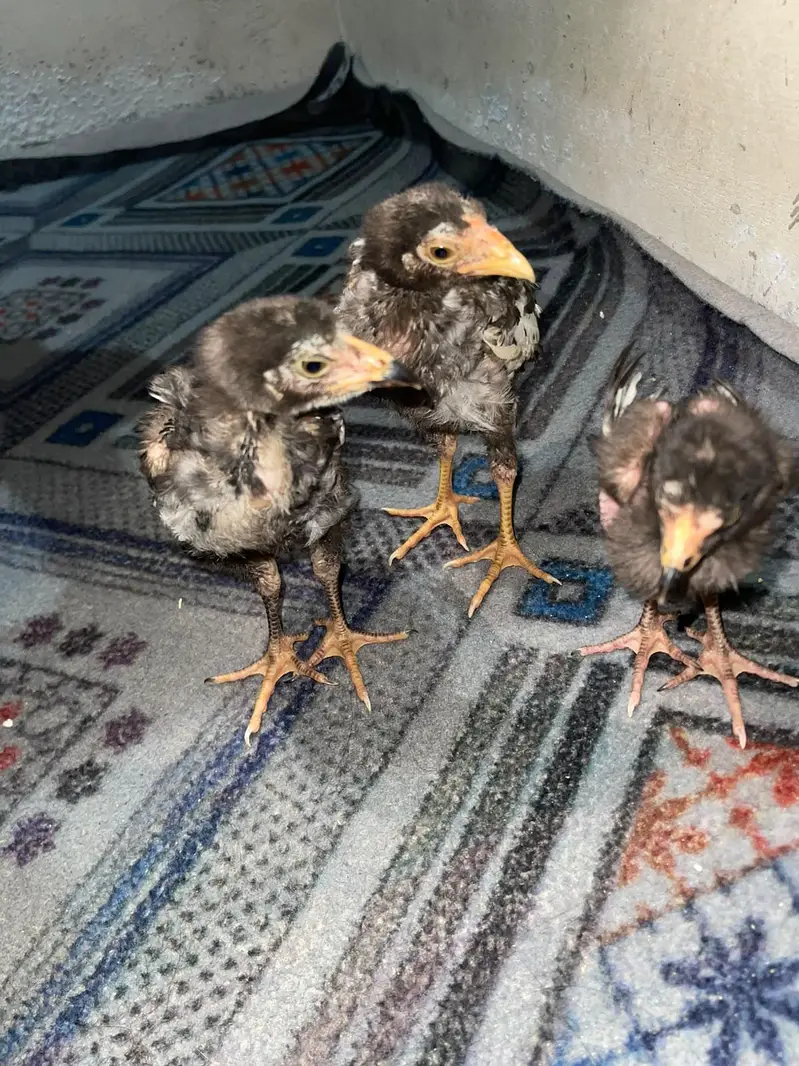 original aseel chicks-- Healthy and active — photo 4