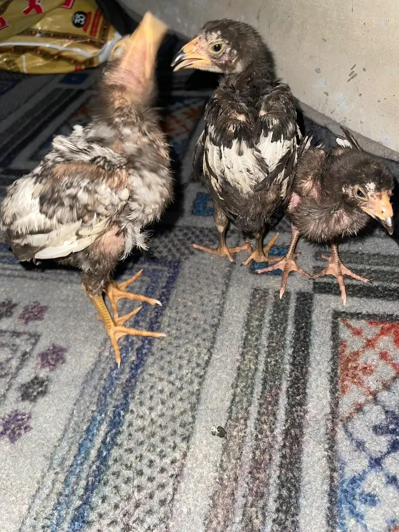 original aseel chicks-- Healthy and active — photo 5