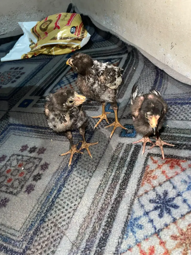 original aseel chicks-- Healthy and active — photo 6