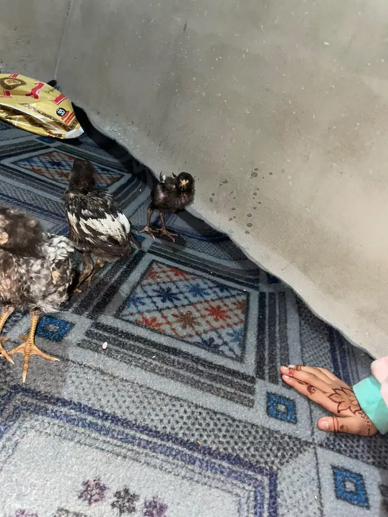 original aseel chicks-- Healthy and active — photo 7