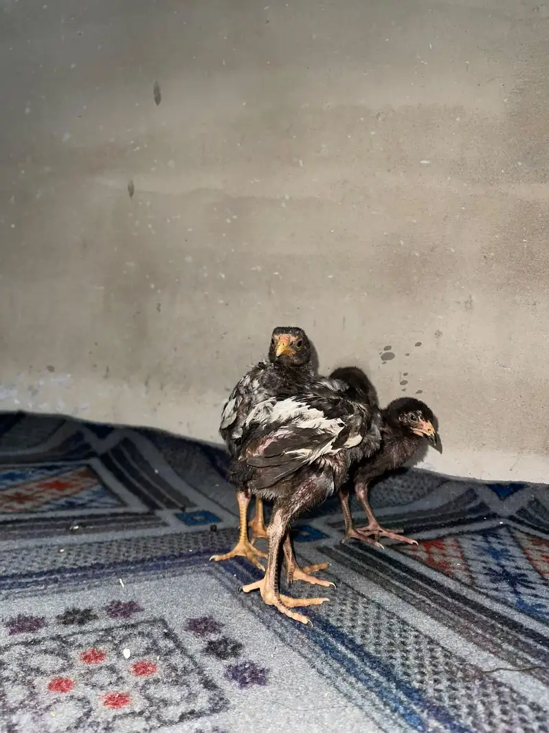 original aseel chicks-- Healthy and active — photo 8