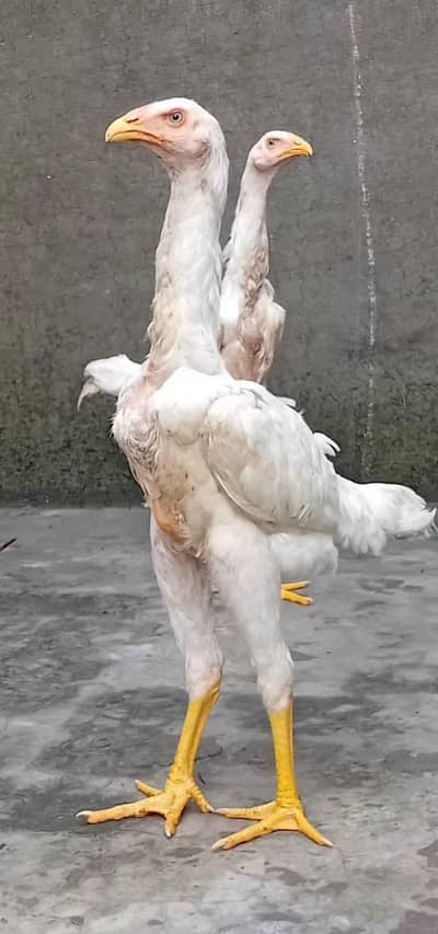 White Shamoo Chicks & Eggs