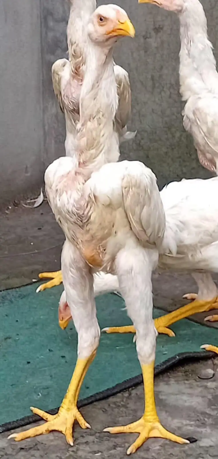 White Shamoo Chicks & Eggs — photo 2
