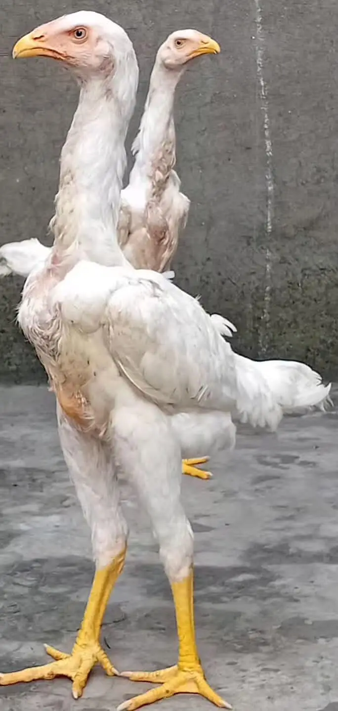 White Shamoo Chicks & Eggs — photo 3