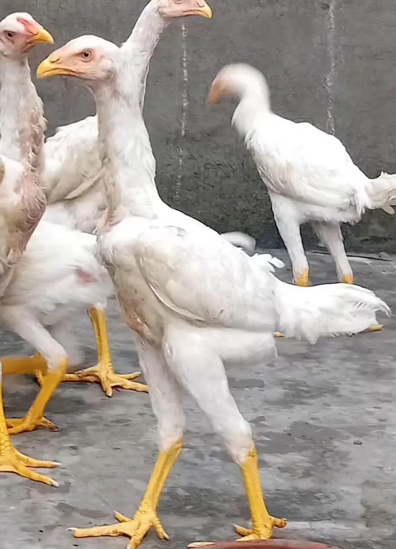 White Shamoo Chicks & Eggs — photo 4
