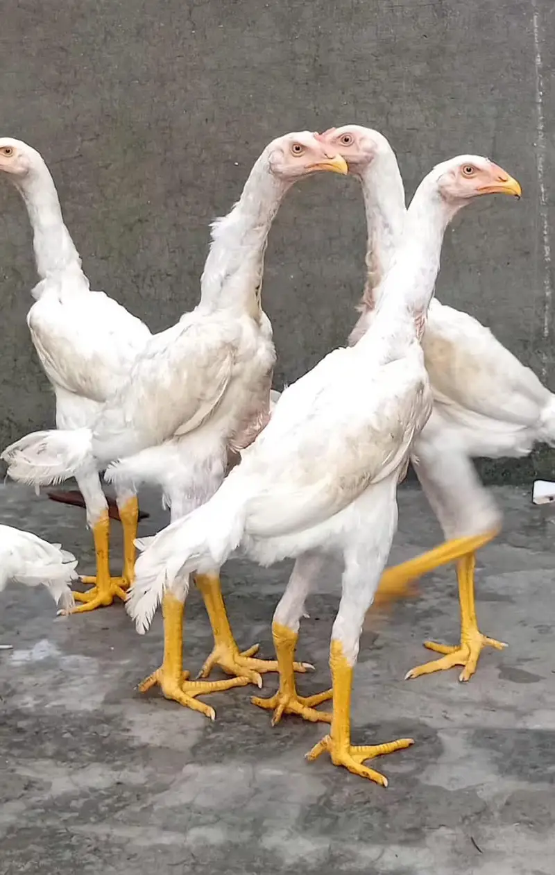 White Shamoo Chicks & Eggs — photo 5