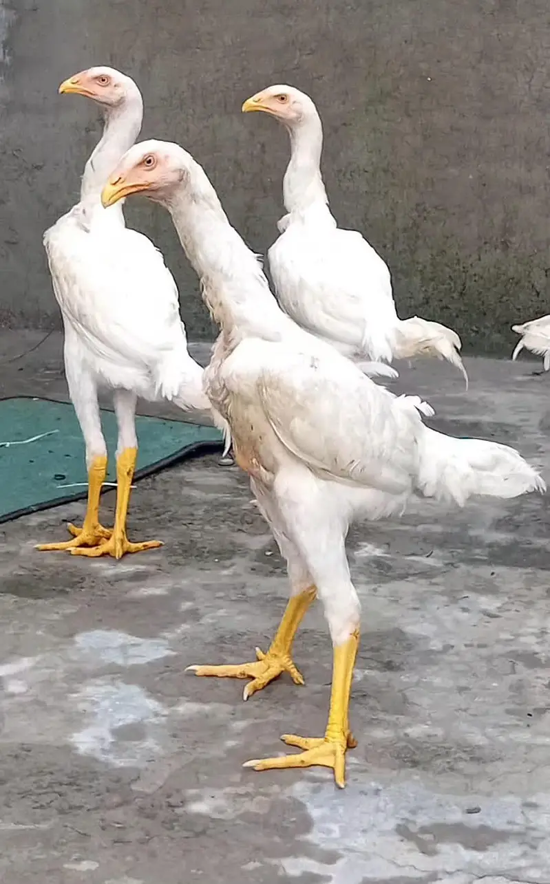 White Shamoo Chicks & Eggs — photo 6