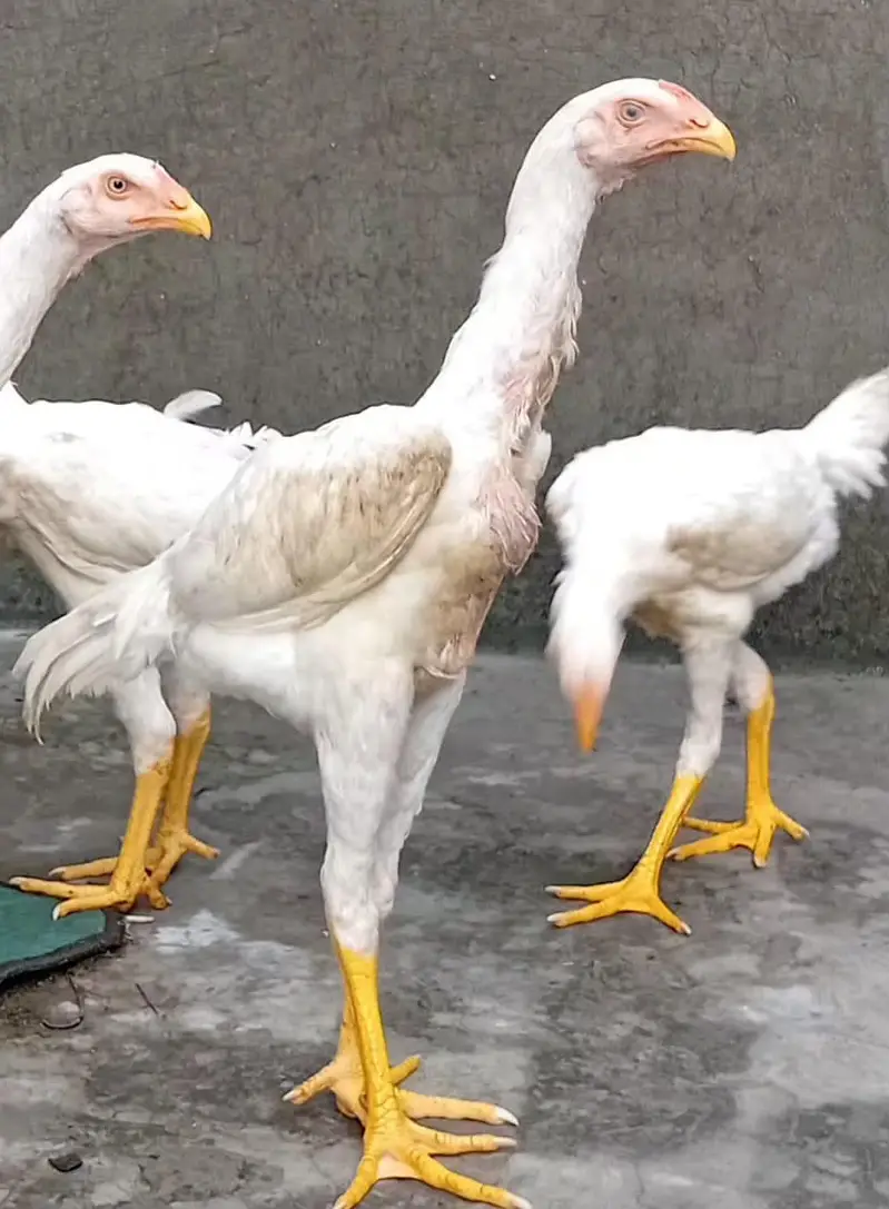 White Shamoo Chicks & Eggs — photo 7