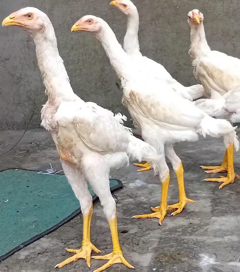 White Shamoo Chicks & Eggs — photo 8