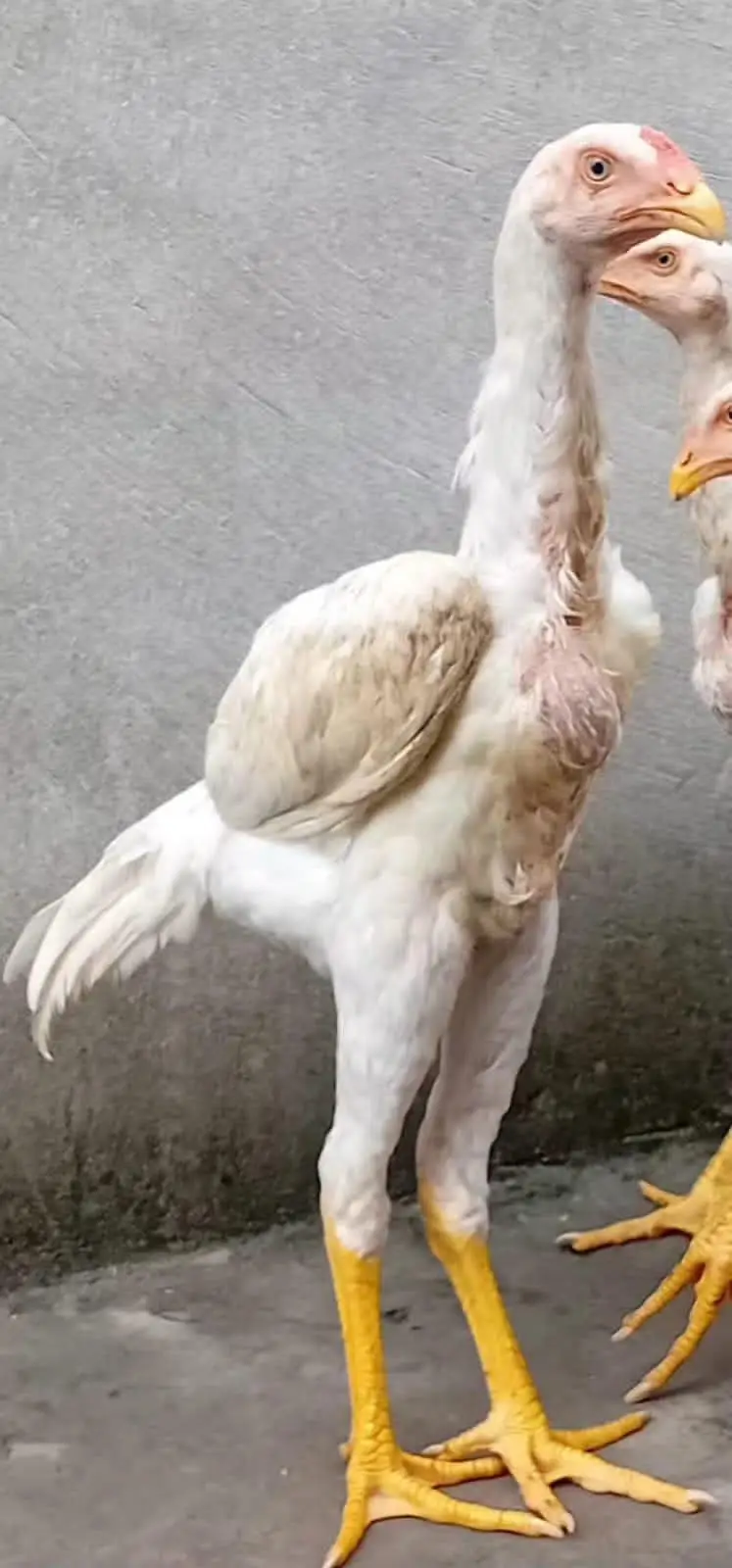 White Shamoo Chicks & Eggs — photo 9