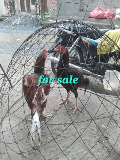 Young aseel male for sale