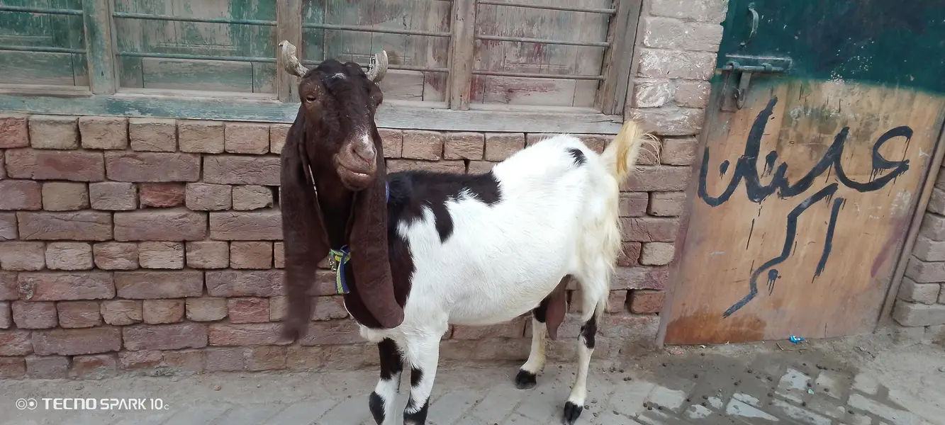Sindhi lailpuri Bakri