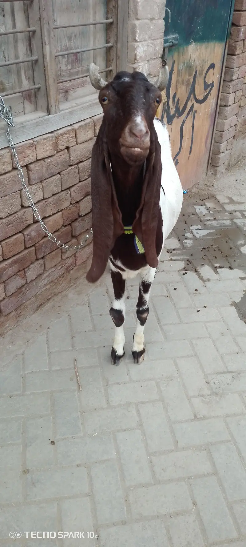 Sindhi lailpuri Bakri — photo 2