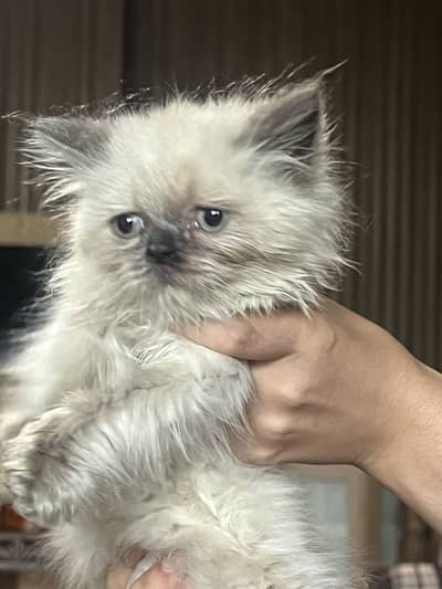40 days old kitten