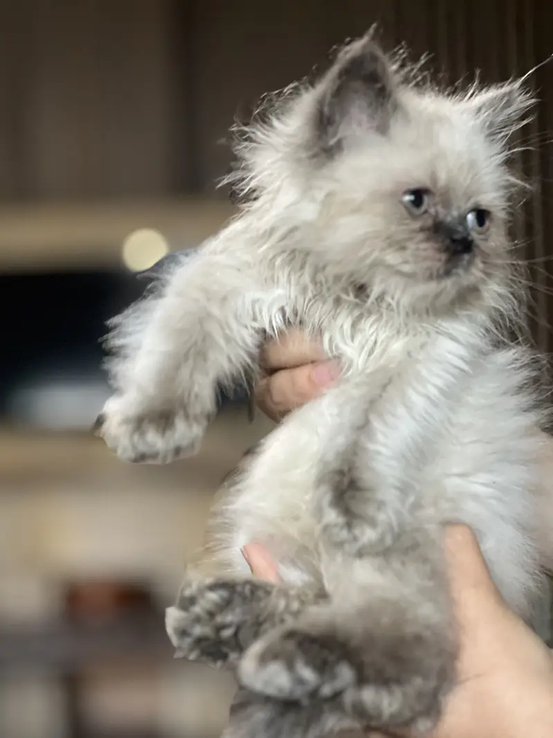 40 days old kitten — photo 3