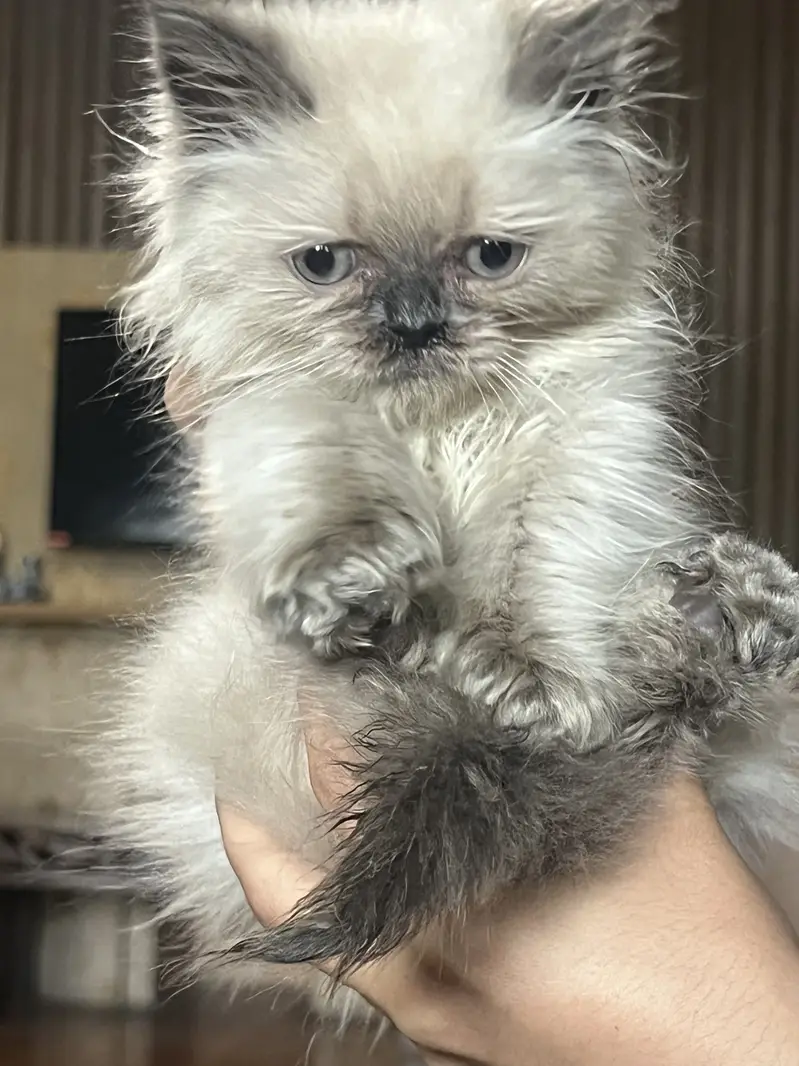 40 days old kitten — photo 4