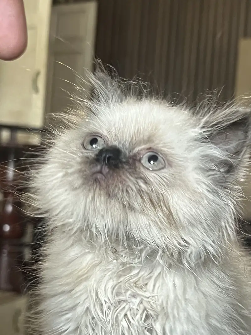 40 days old kitten — photo 5