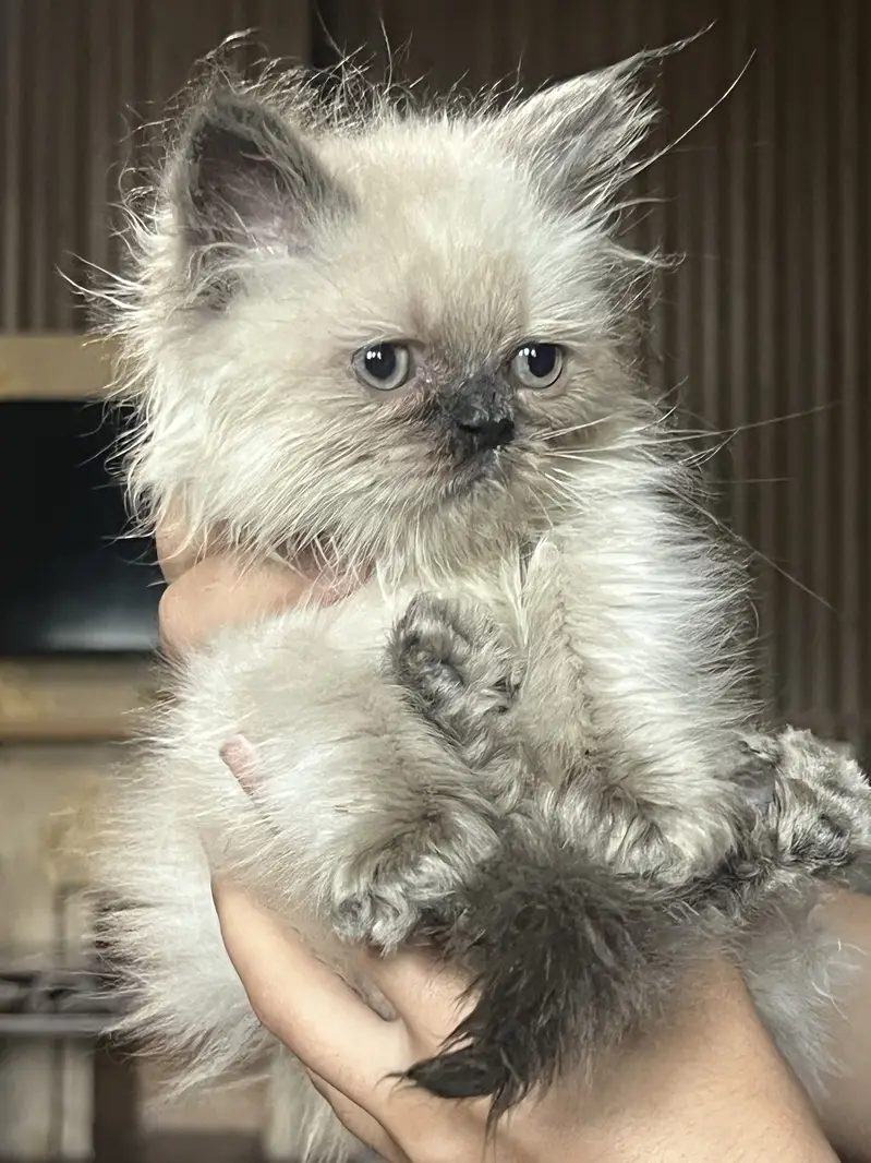 40 days old kitten — photo 6