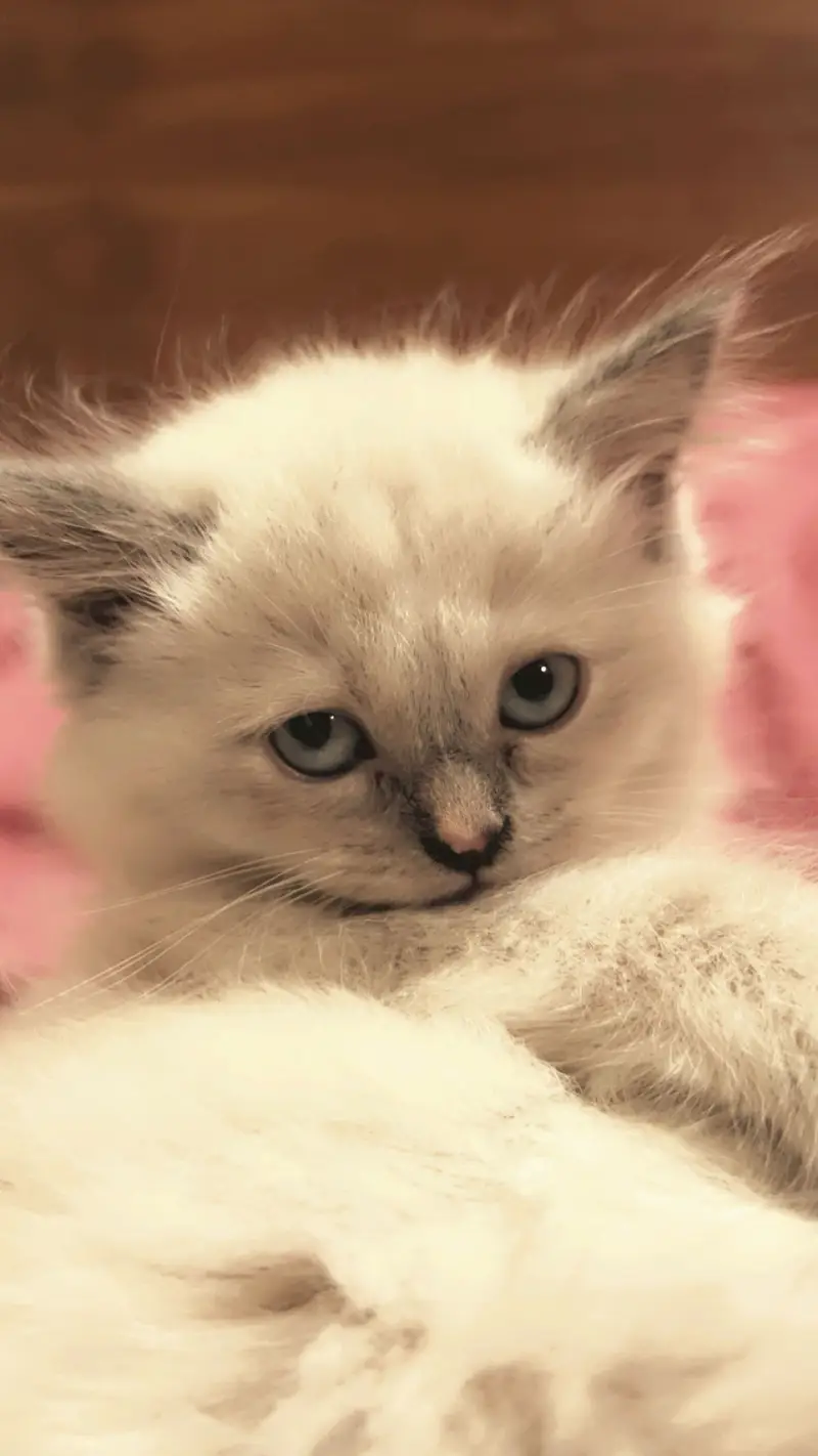 Persian cat — photo 2