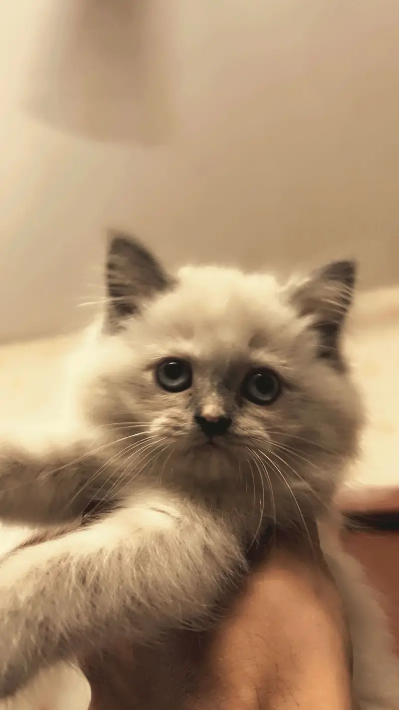 Persian cat — photo 3