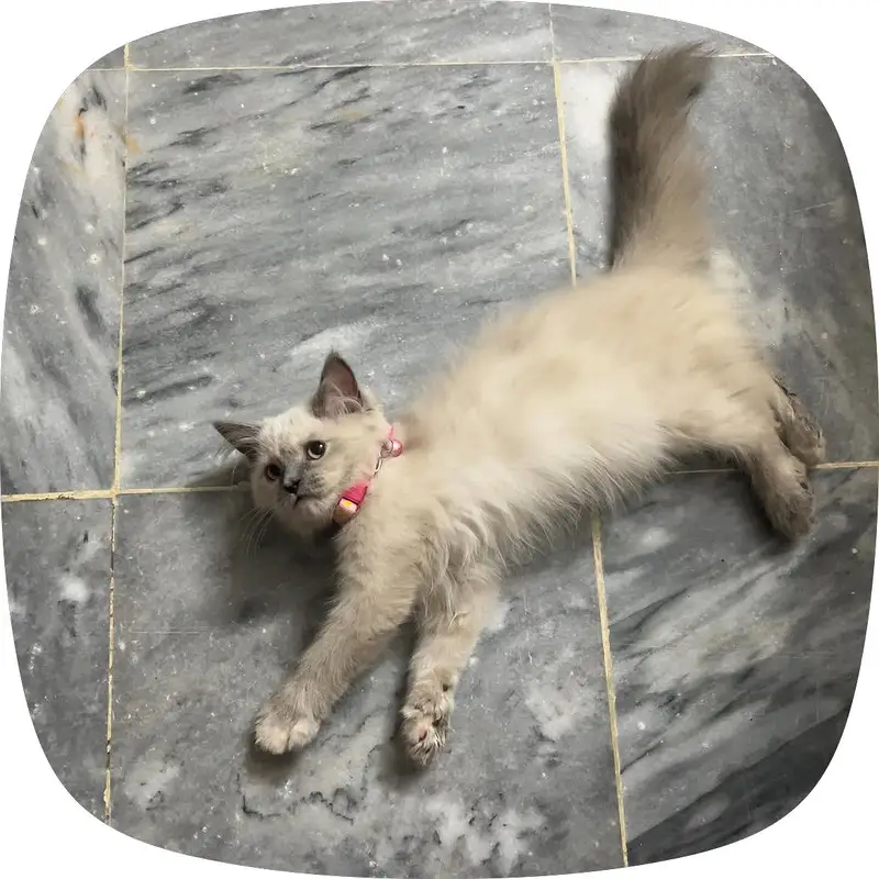 Persian cat — photo 4