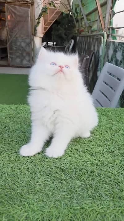 Persian cat for sale 2 month age available