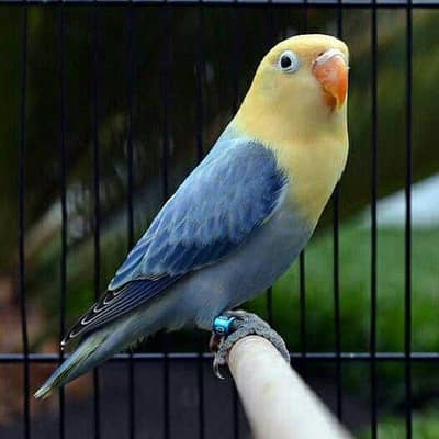 Red eyes love birds pairs Available