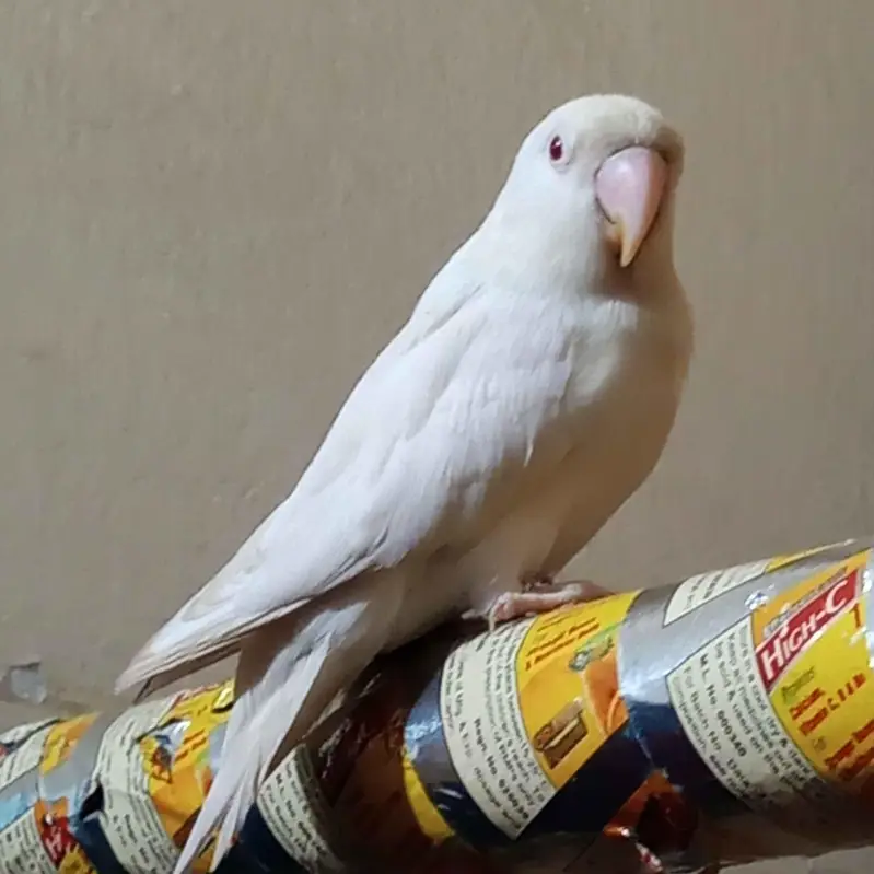 Red eyes love birds pairs Available — photo 4