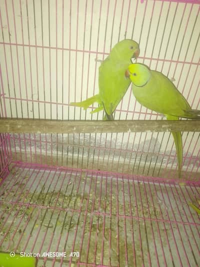 breader pair for sale mode talking