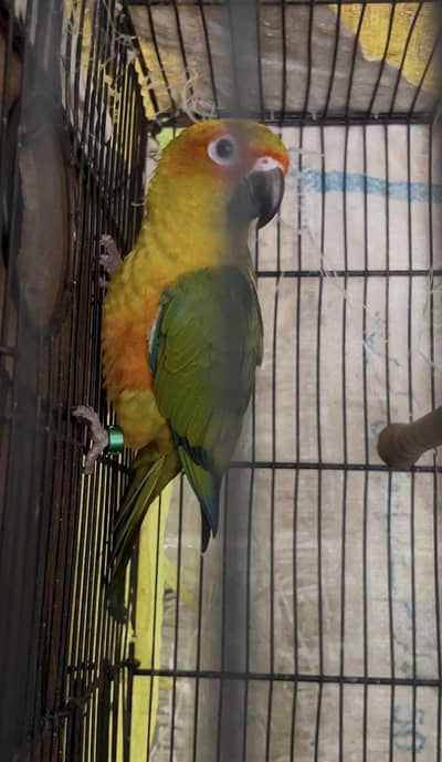 Sunconure Dna Pathy pair