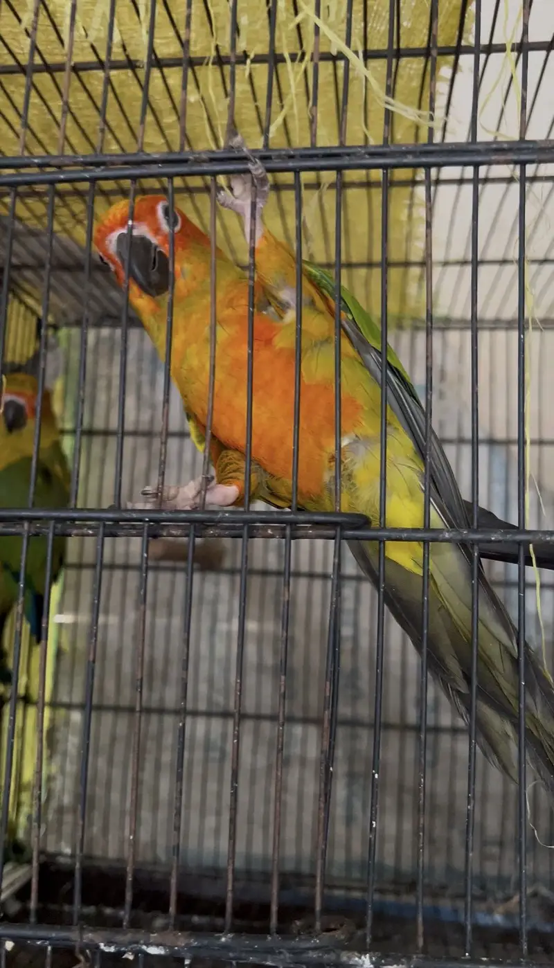Sunconure Dna Pathy pair — photo 2