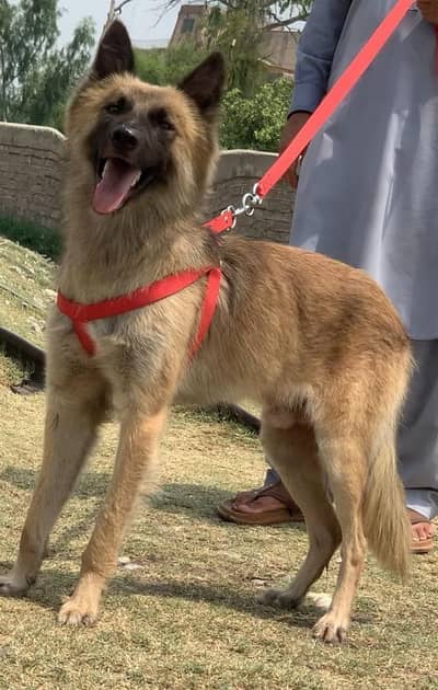 pure bhagyary male age 8 months security Dog for sale