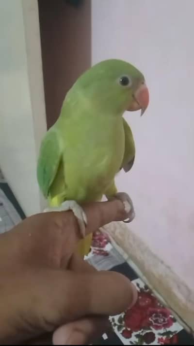 parrot