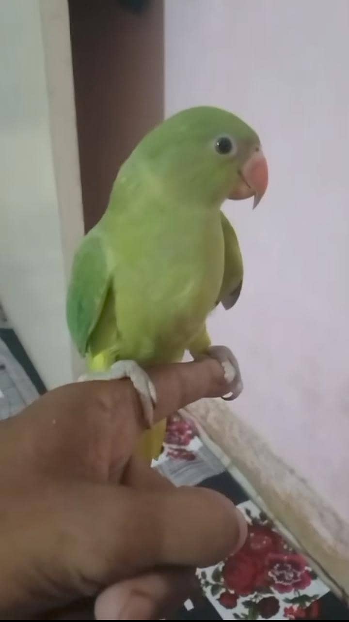 parrot 0