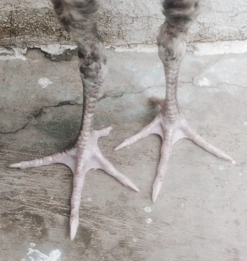 Aseel Thai cross pair for sale — photo 4